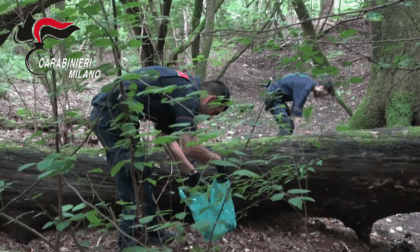 Spaccio nel Parco delle Groane, quattro arresti a Limbiate e Desio