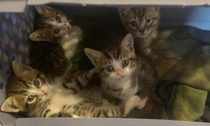 Salvati quattro gattini incastrati in un tubo di scolo, sono stati affidati all'Enpa