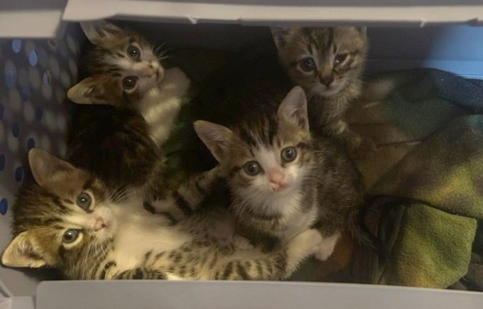 Salvati quattro gattini incastrati in un tubo di scolo, sono stati affidati all’Enpa