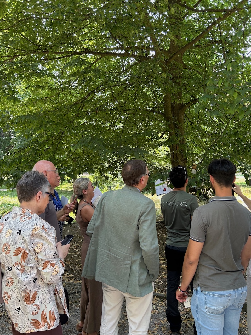 Monza Villa Reale 10. 11. Rilascio di esemplari di Cryptolaemus nei Giardini Reali (lotta biologica alla Takahasia japonica)