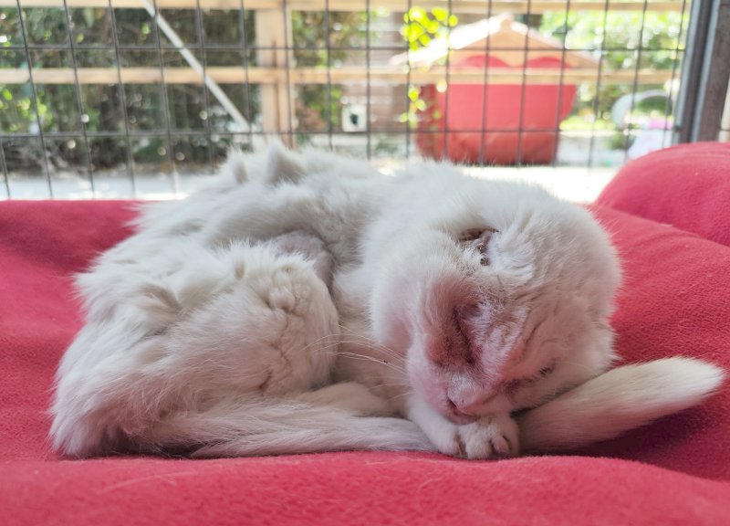 Briana gattile Monza-dorme-04-ok