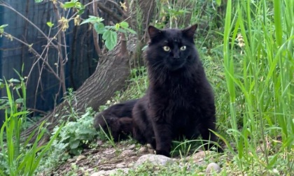 Nelle colonie feline si scaricano rifiuti... e gatti di casa