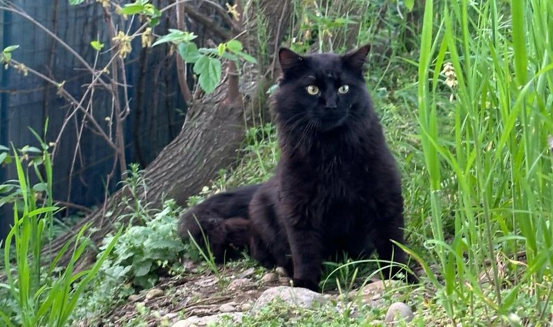 gatto nero abbandonato-ok--636