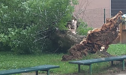 Il maltempo sradica una pianta nel giardino della scuola