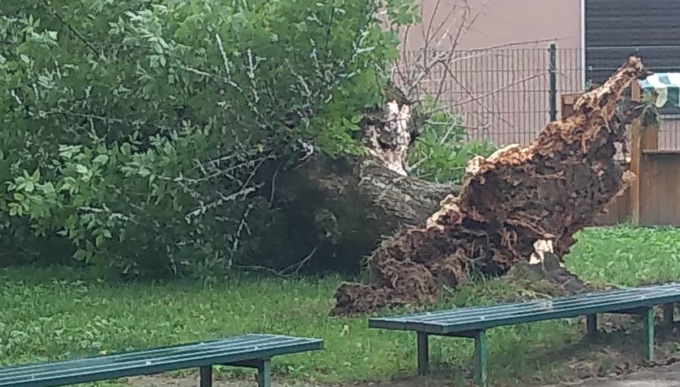 Il maltempo sradica una pianta nel giardino della scuola