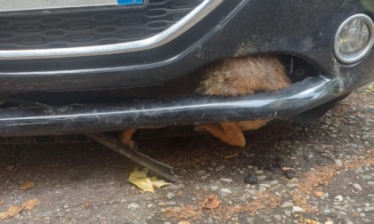 Volpe incastrata nel paraurti di un'auto: liberata dalla Polizia Locale