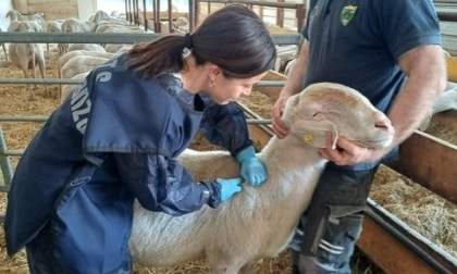 In Brianza quasi terminata la vaccinazione contro la blue tongue
