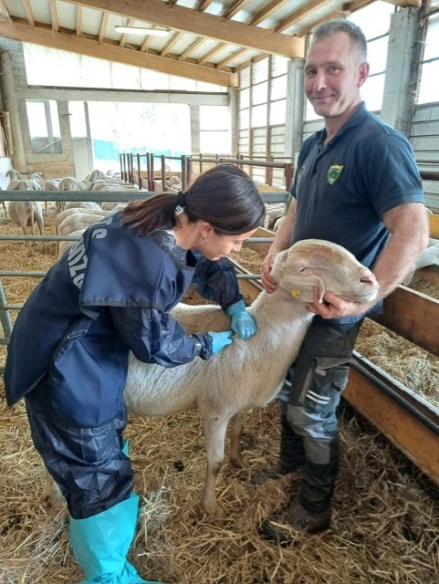 In Brianza quasi terminata la vaccinazione contro la blue tongue