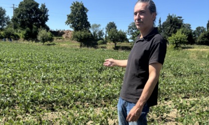 Temporale «impazzito» distrugge il raccolto