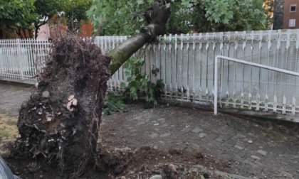 Due alberi abbattuti dal maltempo a Varedo