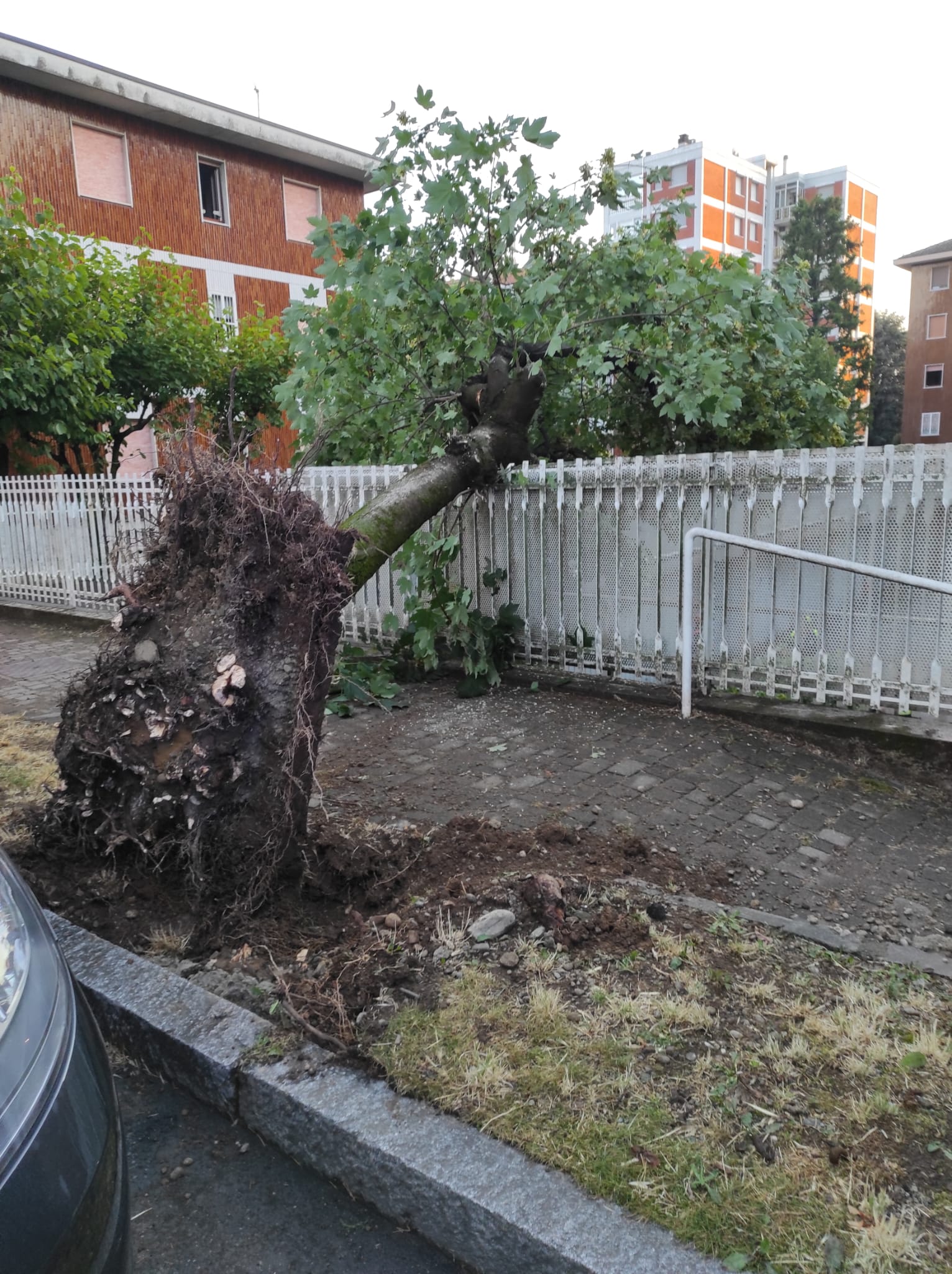Varedo maltempo alberi caduti