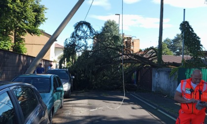 L'albero crolla sulla strada, due donne colpite dai rami e soccorse dal 118