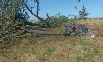 Ruginello perde per sempre il suo gelso secolare