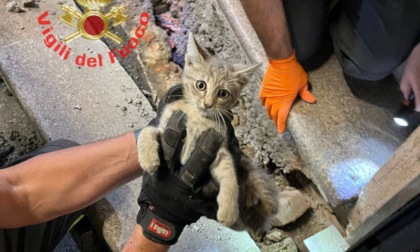 Gattino intrappolato sotto un gradino: lo salvano i Vigili del fuoco
