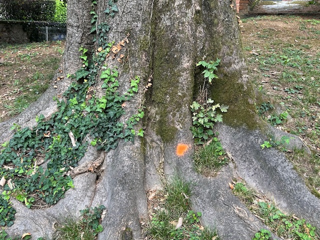 parco comune 4