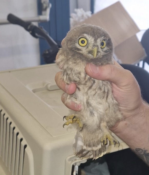 Piccola civetta in Municipio, salvata da un agente della Polizia locale