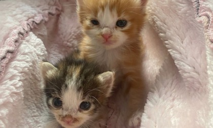 Gatti liberi, un corso di formazione di Ats Brianza