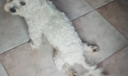 Bocconi avvelenati al parco, muore cagnolino