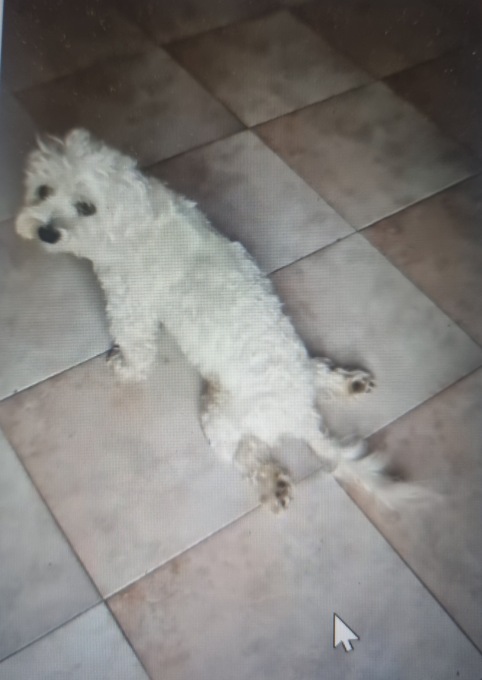 Bocconi avvelenati al parco, muore cagnolino