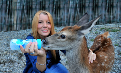 Incidenti con animali, l'omissione di soccorso può diventare maltrattamento