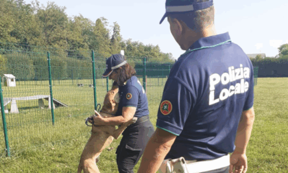 Cagnolino legato sotto il sole senza acqua, né cibo: salvato dalla Polizia Locale
