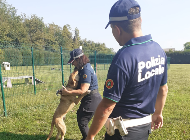 Cagnolino legato sotto il sole senza acqua, né cibo: salvato dalla Polizia Locale