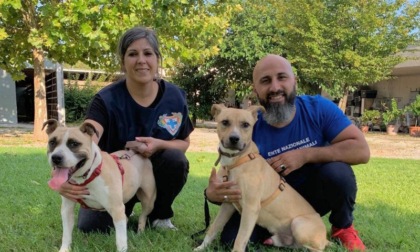 Giussano, condannato il proprietario: aveva legato i cani alla catena lasciandoli senza cibo e acqua