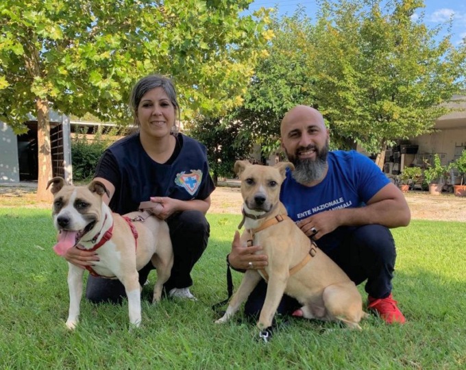 Giussano, condannato il proprietario: aveva legato i cani alla catena lasciandoli senza cibo e acqua