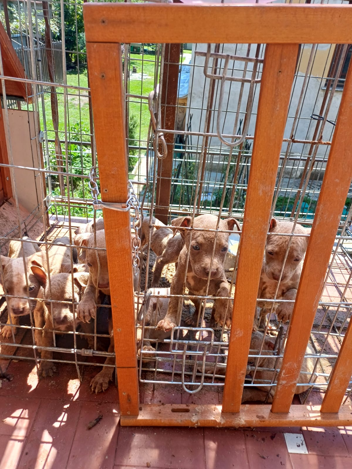 cuccioli 2