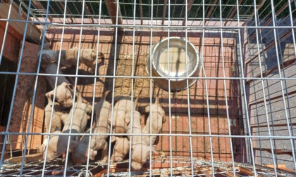 Sul balcone sotto il sole, salvati dieci cuccioli e la mamma