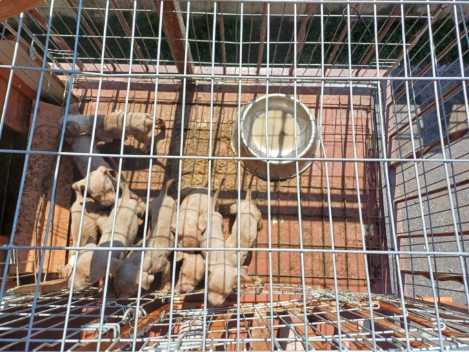 Sul balcone sotto il sole, salvati dieci cuccioli e la mamma