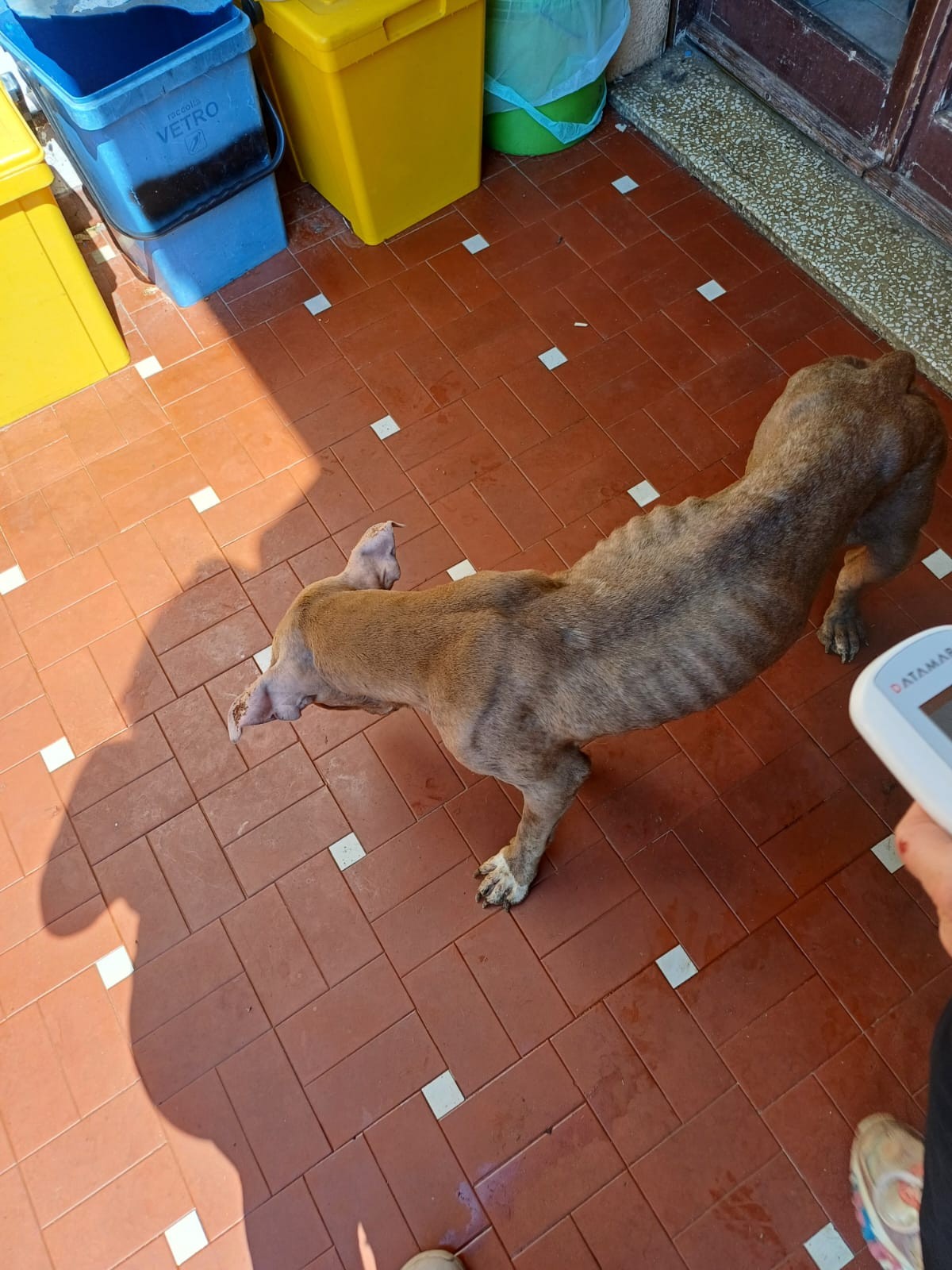 cuccioli3