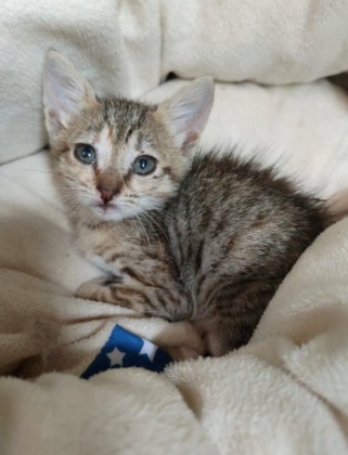 Cure per gli animali troppo care: la Lav scende in piazza a Monza