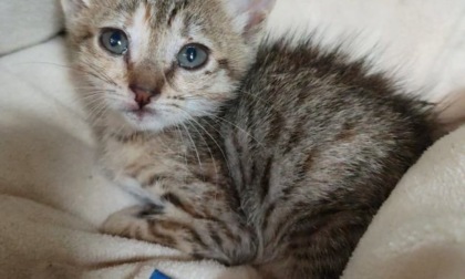 Cure per gli animali troppo care: la Lav scende in piazza a Monza