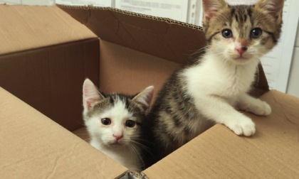 Gattini abbandonati, Enpa lancia l'appello