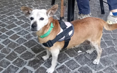 Grazie al fiuto di Maya ritrovata una borsa rubata