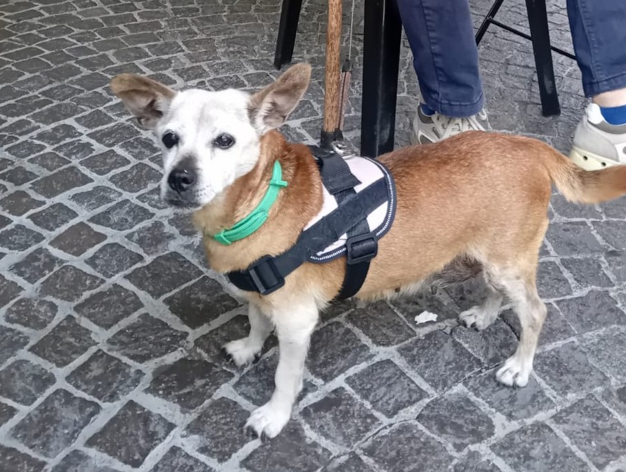 Grazie al fiuto di Maya ritrovata una borsa rubata