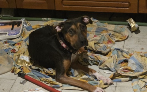 Prigionieri in casa senza cibo né acqua, salvati due cani e due gatti