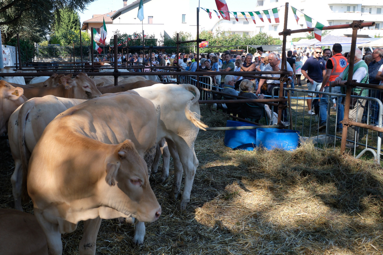 Cosa fare nel weekend in Brianza: gli eventi di sabato 13 e domenica 14 settembre