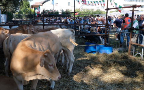 Cosa fare nel weekend in Brianza: gli eventi di sabato 13 e domenica 14 settembre