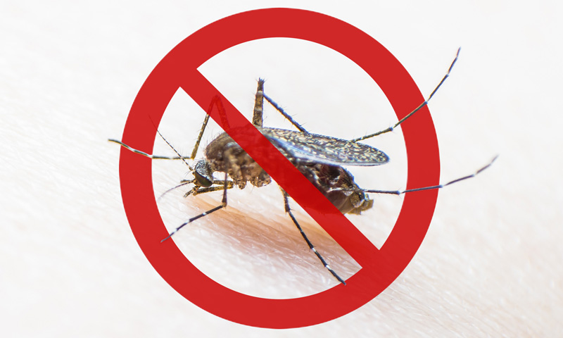 Disinfestazione per un sospetto caso di Dengue: intervento da stasera a giovedì