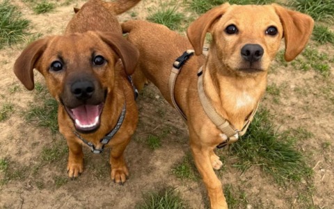 In Brianza tre serate per ottenere il Patentino per cani