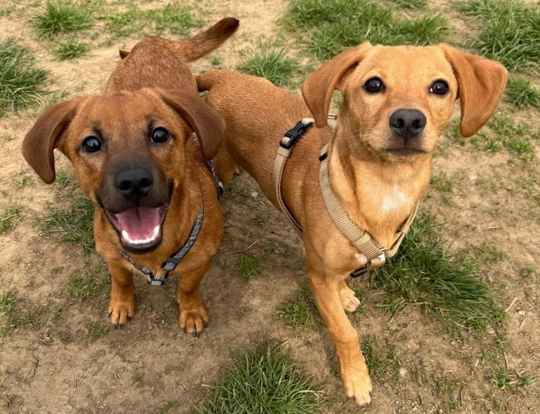 In Brianza tre serate per ottenere il Patentino per cani