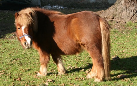 Dopo 23 anni si è spenta la mascotte del rifugio, addio al pony Gigio