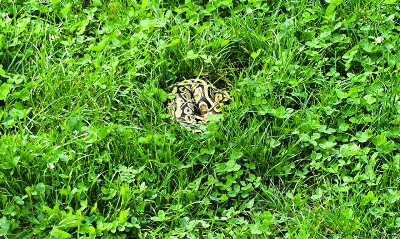 Serpente libero ai giardinetti: rintracciato il proprietario