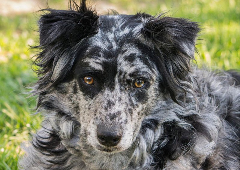 Un corso per conoscere tutto sui cani da pastore