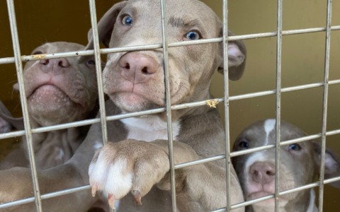 Salvati da maltrattamento: 10 cuccioli e la mamma cercano casa