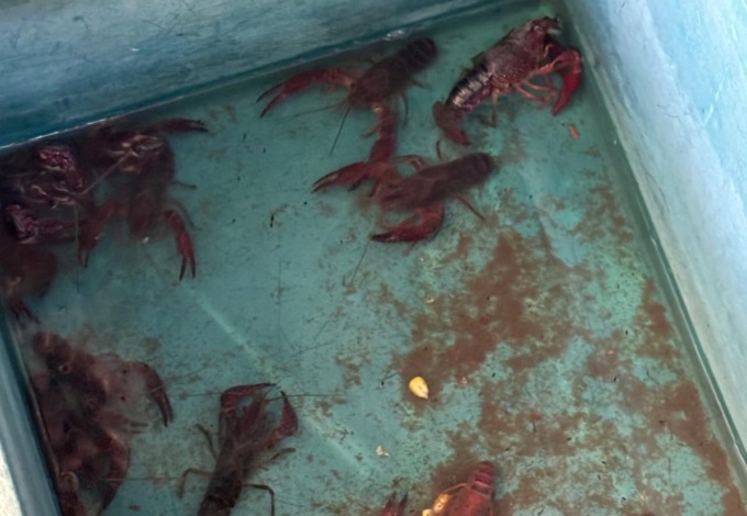Animali senz’acqua e i vietati gamberi killer: blitz della Polizia Locale
