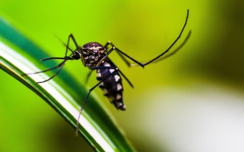 Caso sospetto di Chikungunya, intervento straordinario di disinfestazione