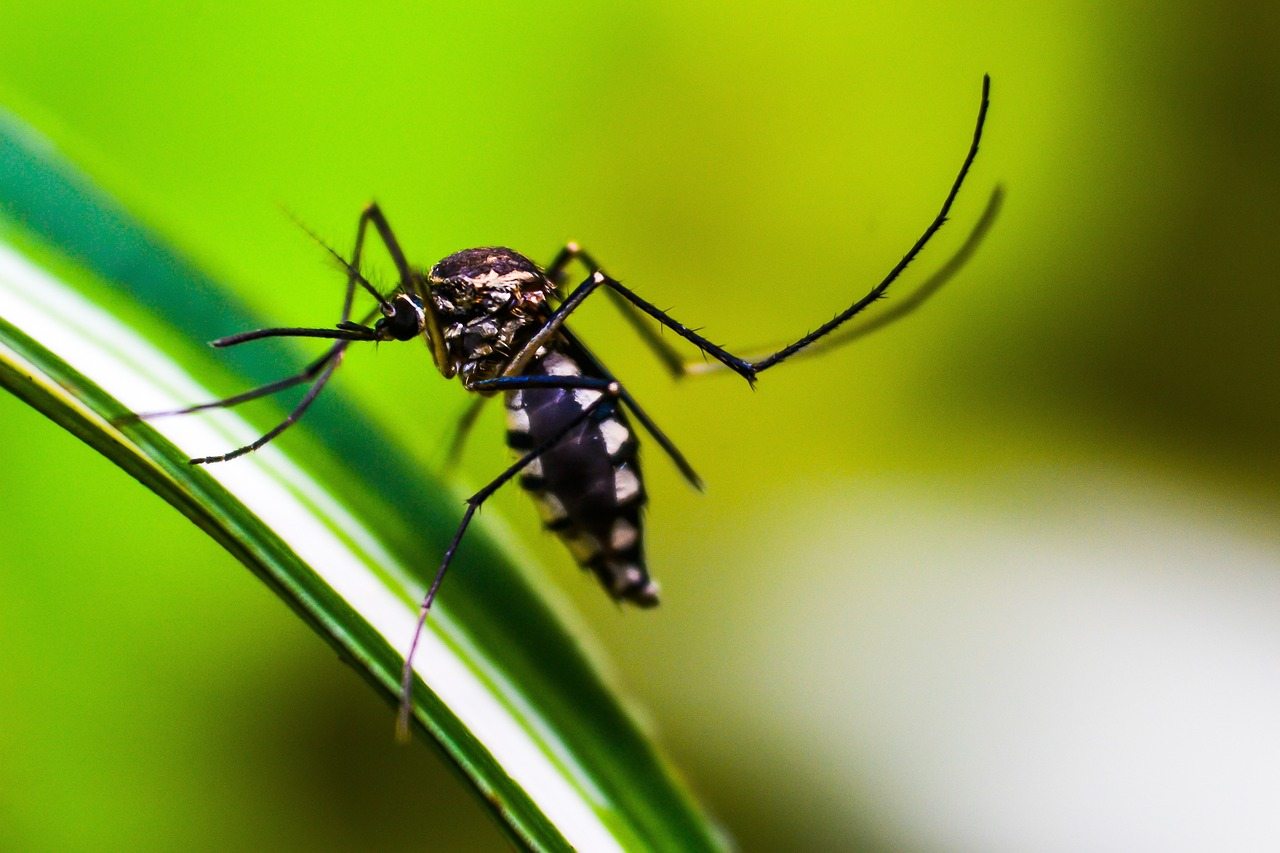 Caso sospetto di Chikungunya, intervento straordinario di disinfestazione